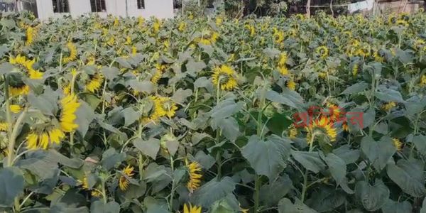 টাঙ্গাইলে সূর্যমুখী চাষে আগ্রহ বাড়ছে কৃষকদের